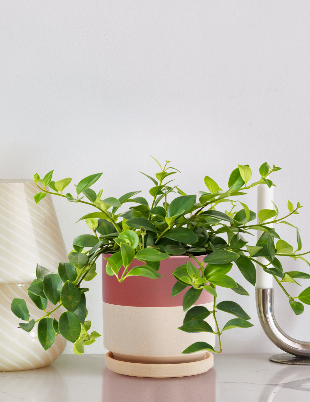 Lipstick Plant
