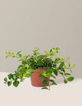bundle | Medium | Grow Pot