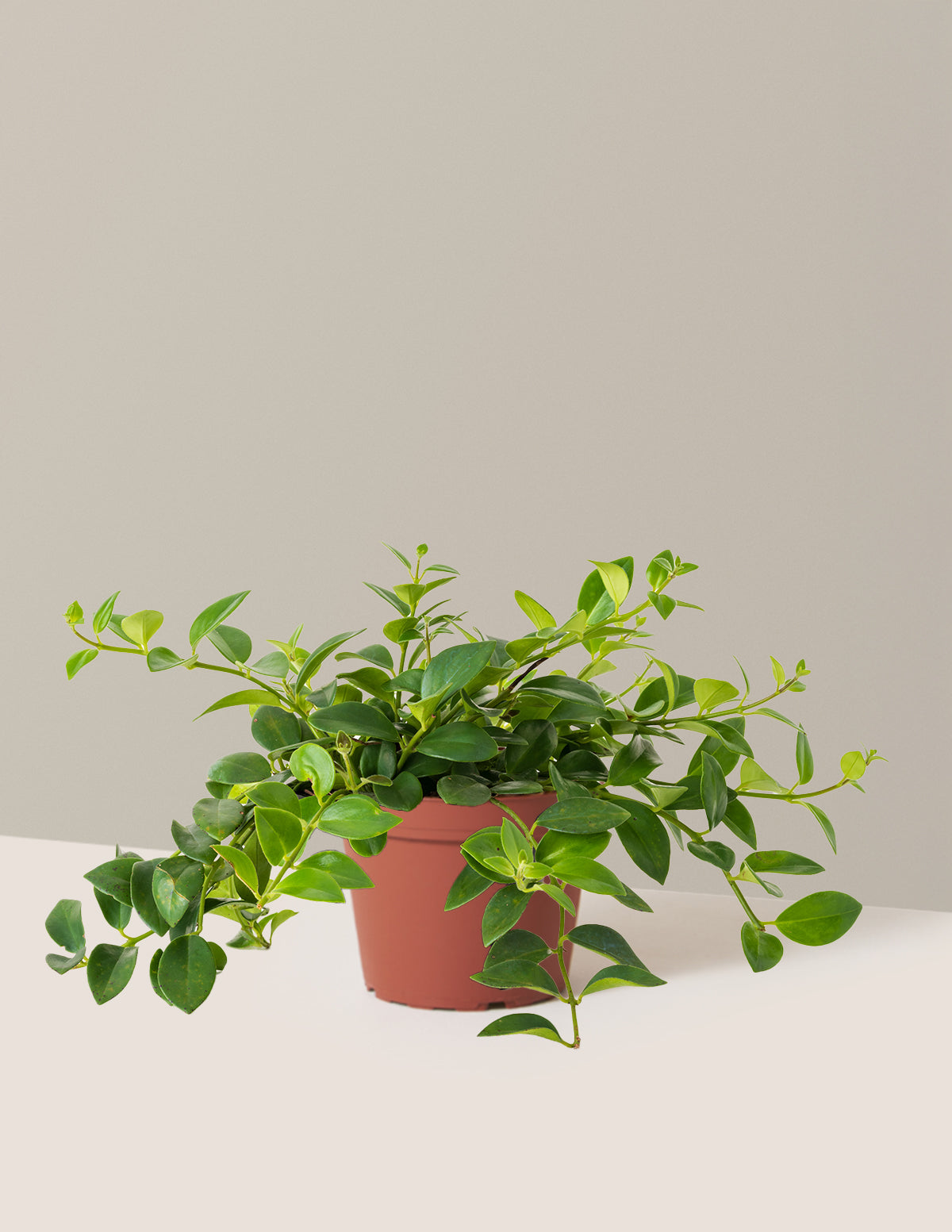 bundle | Medium | Grow Pot