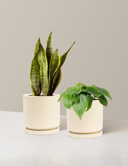 10 indoor plant pot Living Room Duo Houseplants with Planter - Medium (tall) Blush Planters