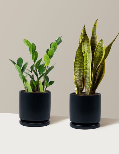 indoor plants low to medium light Low-Light Duo Houseplants - Large (tall) Grow Pots