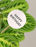 Happy Birthday Lemon Lime Prayer Plant