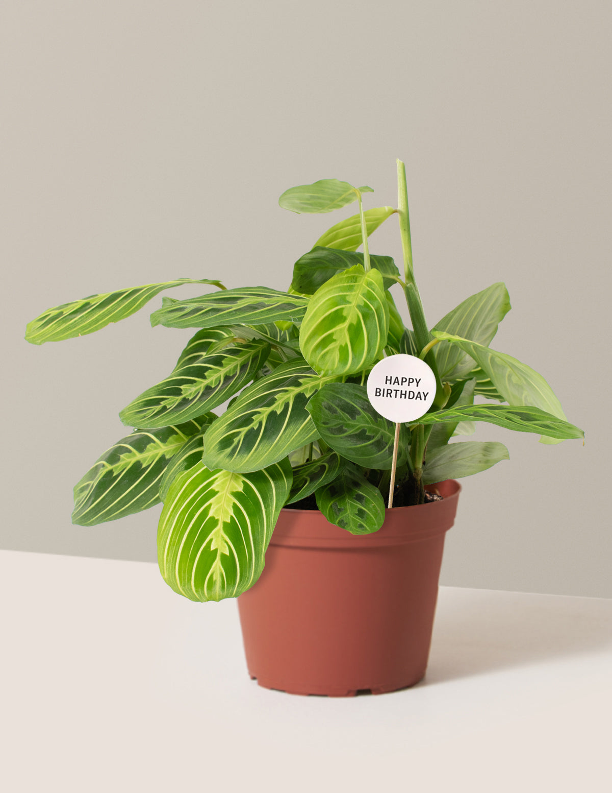 Happy Birthday Lemon Lime Prayer Plant