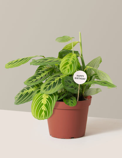 Happy Birthday Lemon Lime Prayer Plant