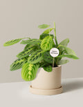 Happy Birthday Lemon Lime Prayer Plant