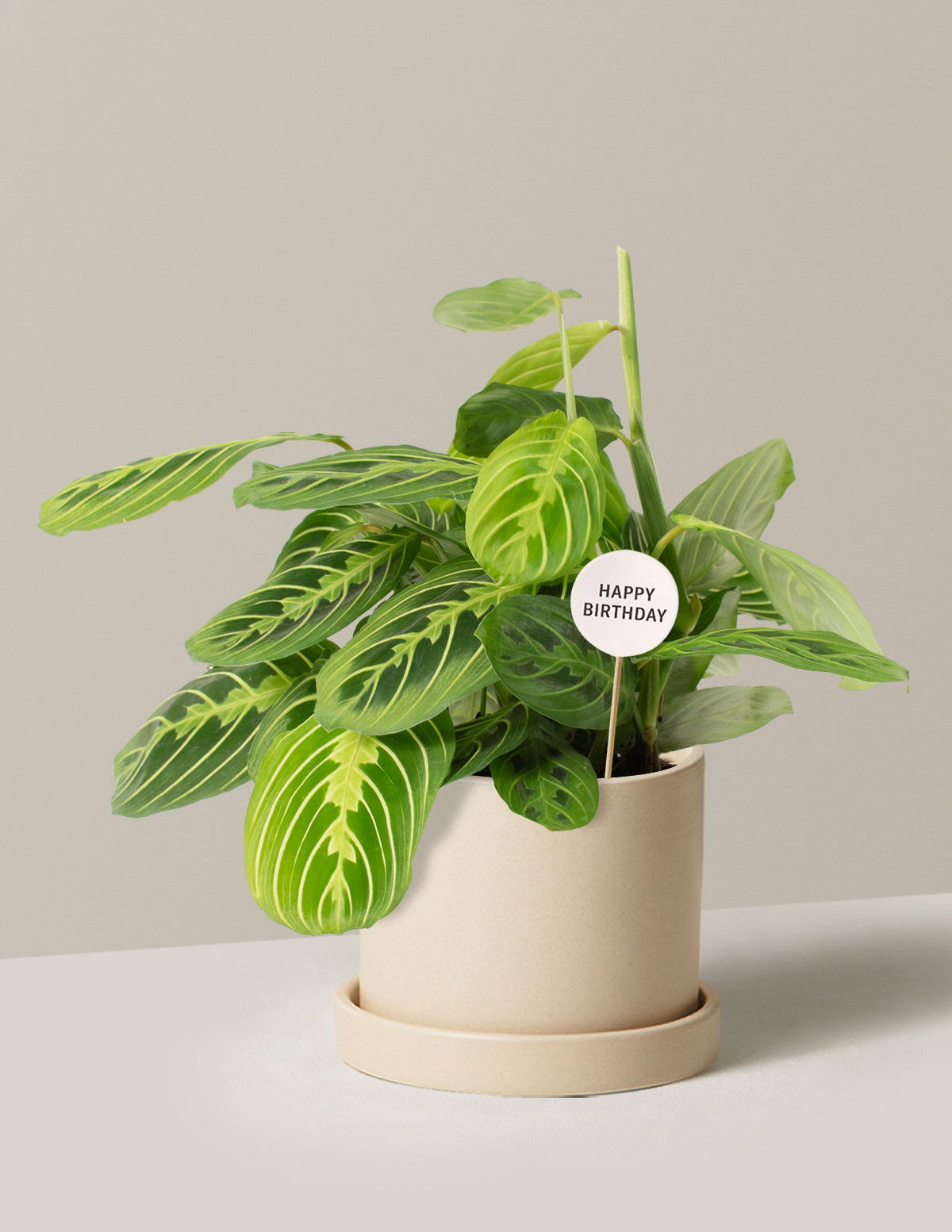 Happy Birthday Lemon Lime Prayer Plant