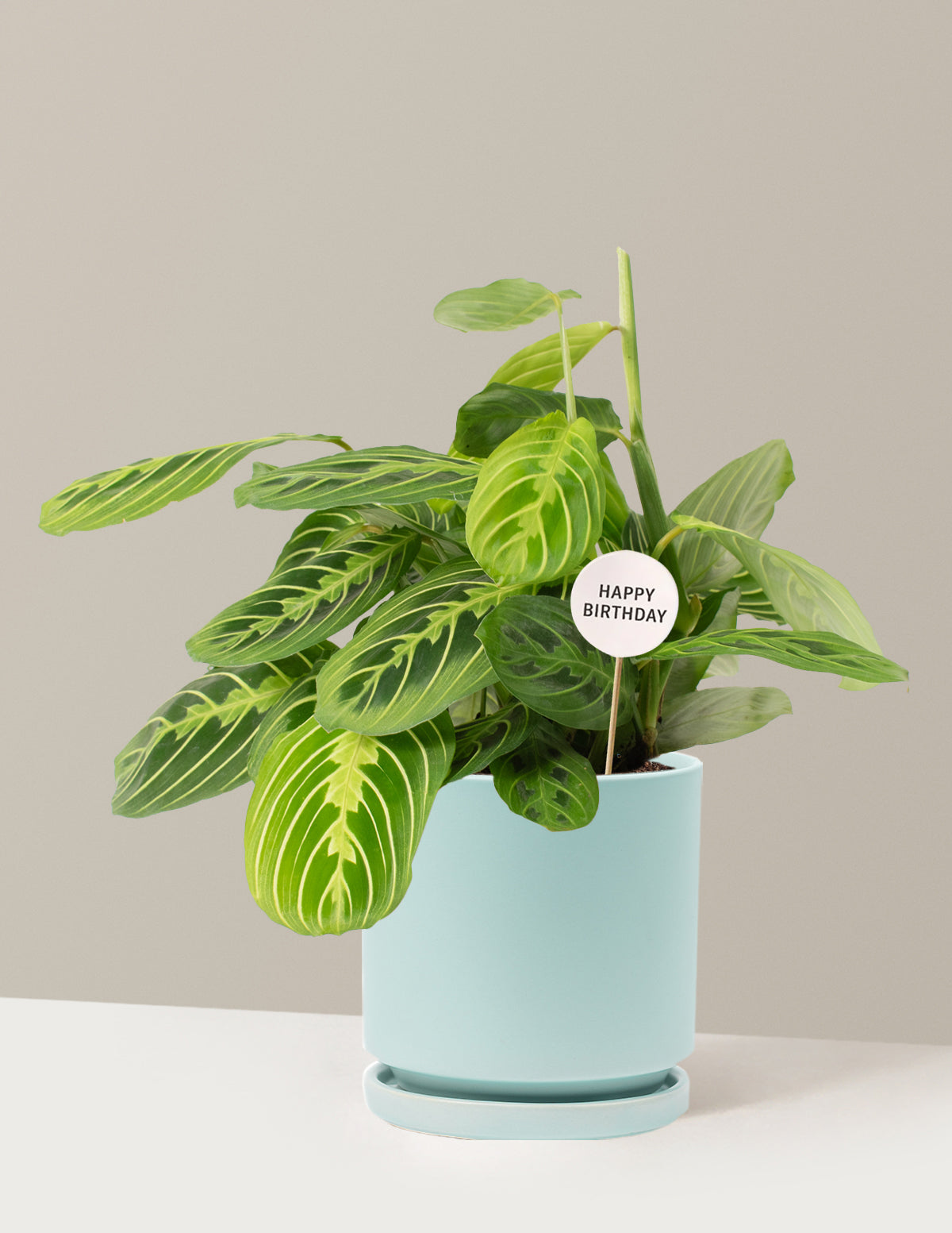 Happy Birthday Lemon Lime Prayer Plant