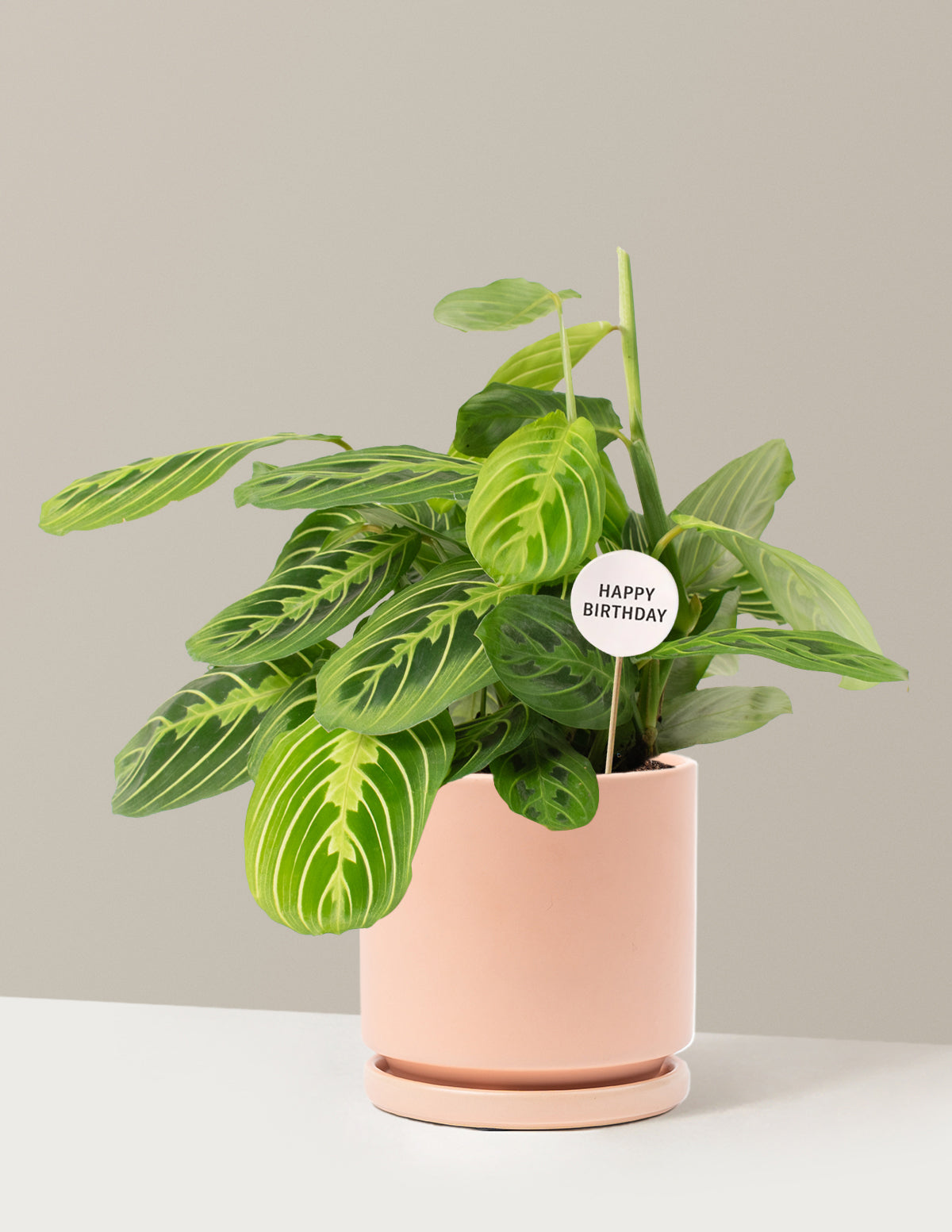 Happy Birthday Lemon Lime Prayer Plant