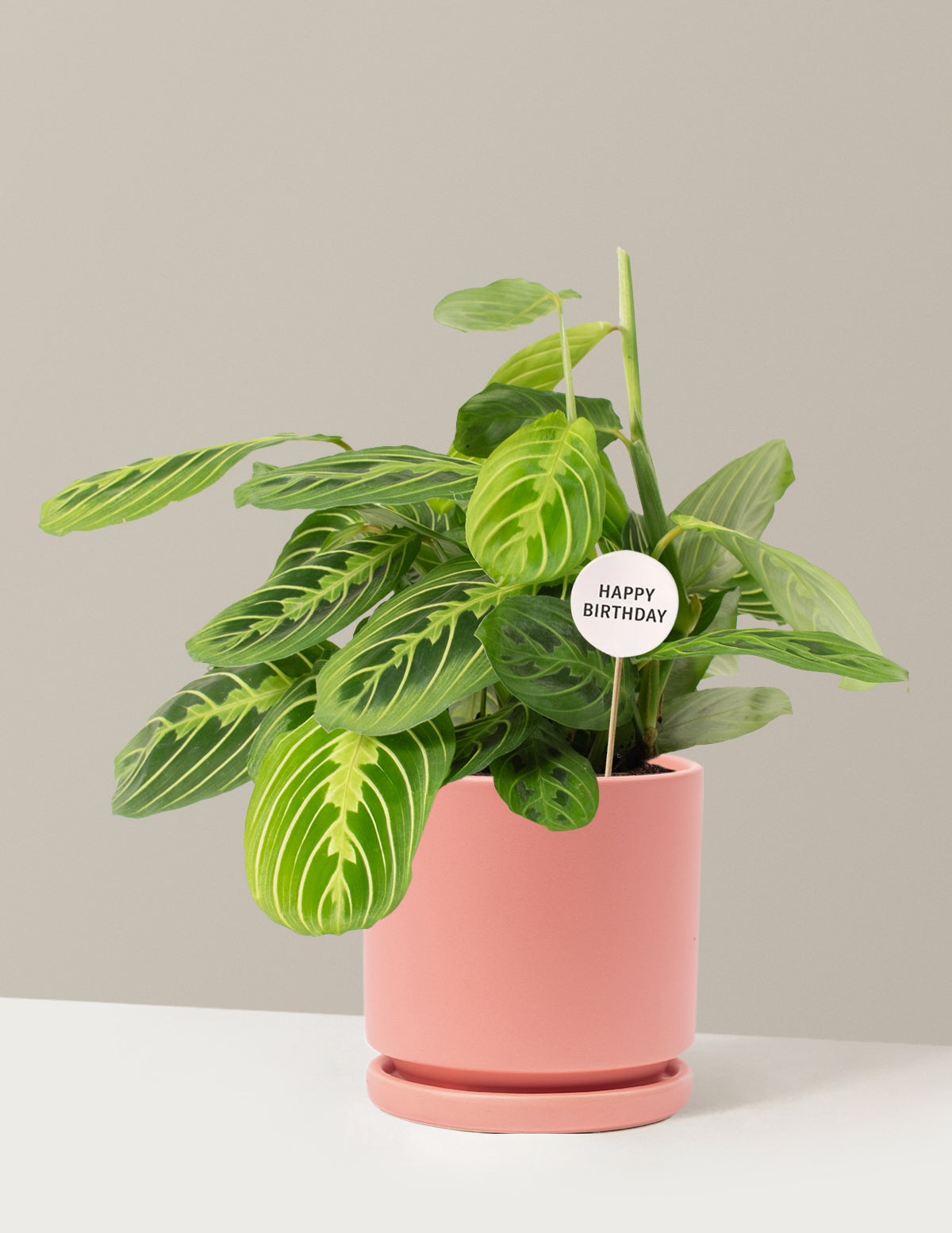 Happy Birthday Lemon Lime Prayer Plant