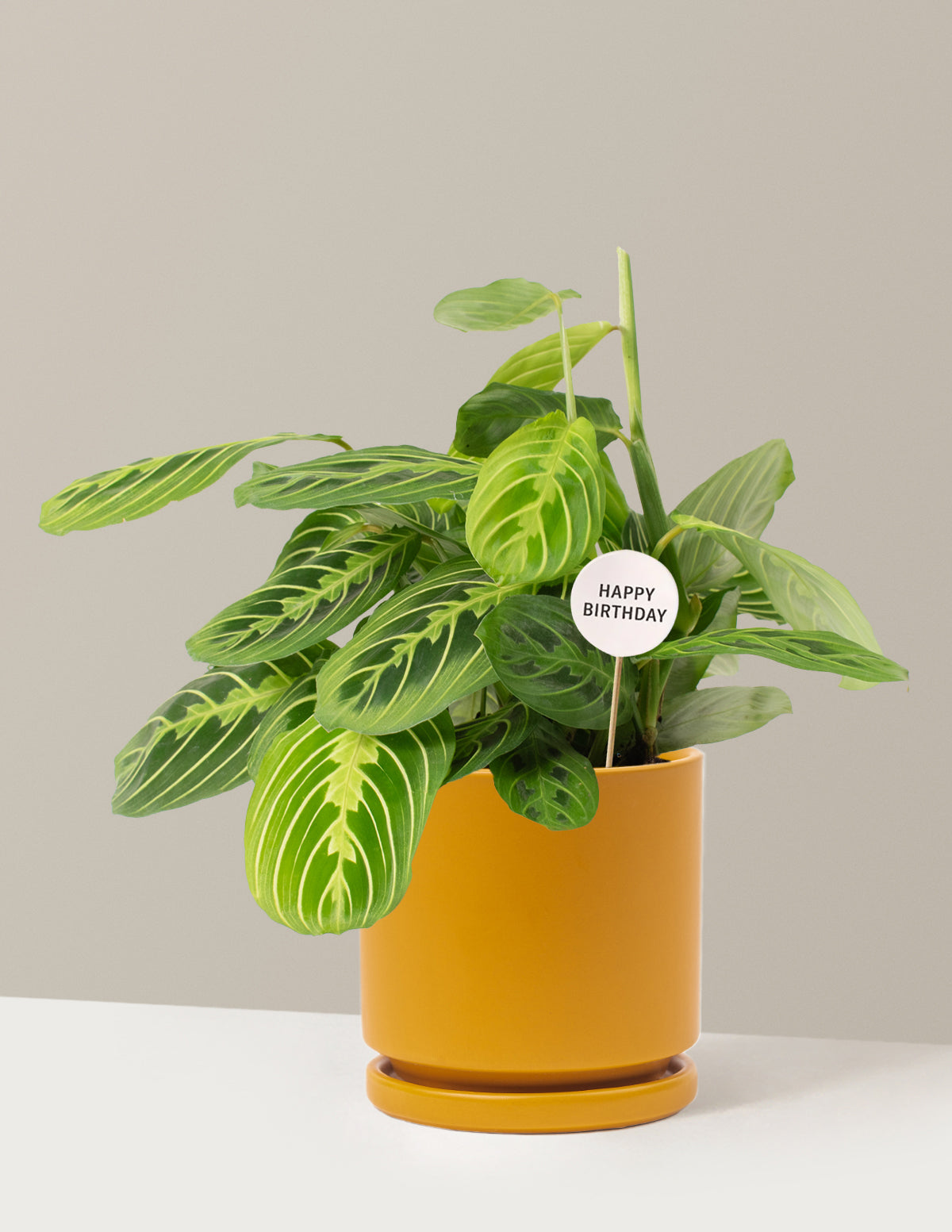 Happy Birthday Lemon Lime Prayer Plant