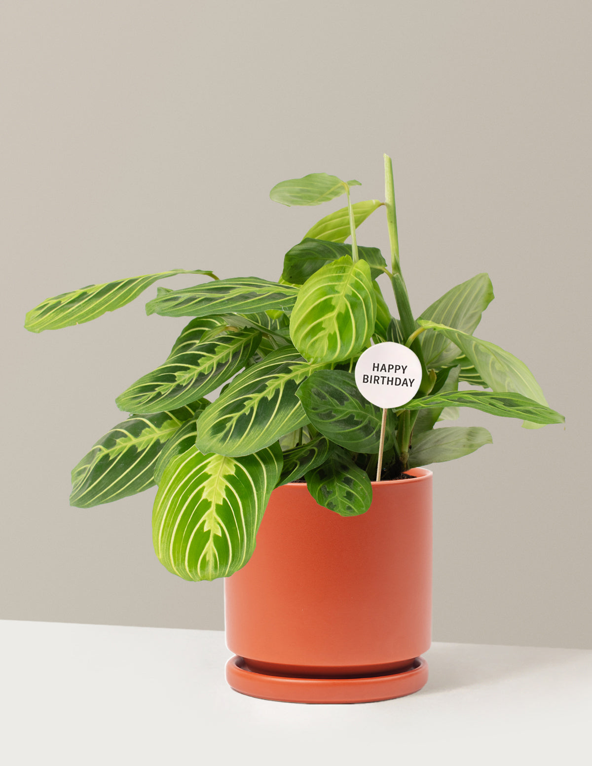 Happy Birthday Lemon Lime Prayer Plant