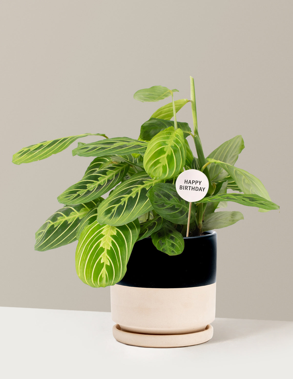 Happy Birthday Lemon Lime Prayer Plant