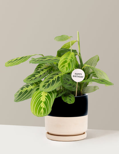 Happy Birthday Lemon Lime Prayer Plant