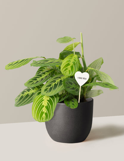 I Dig You Lemon Lime Prayer Plant