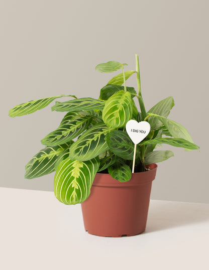 I Dig You Lemon Lime Prayer Plant