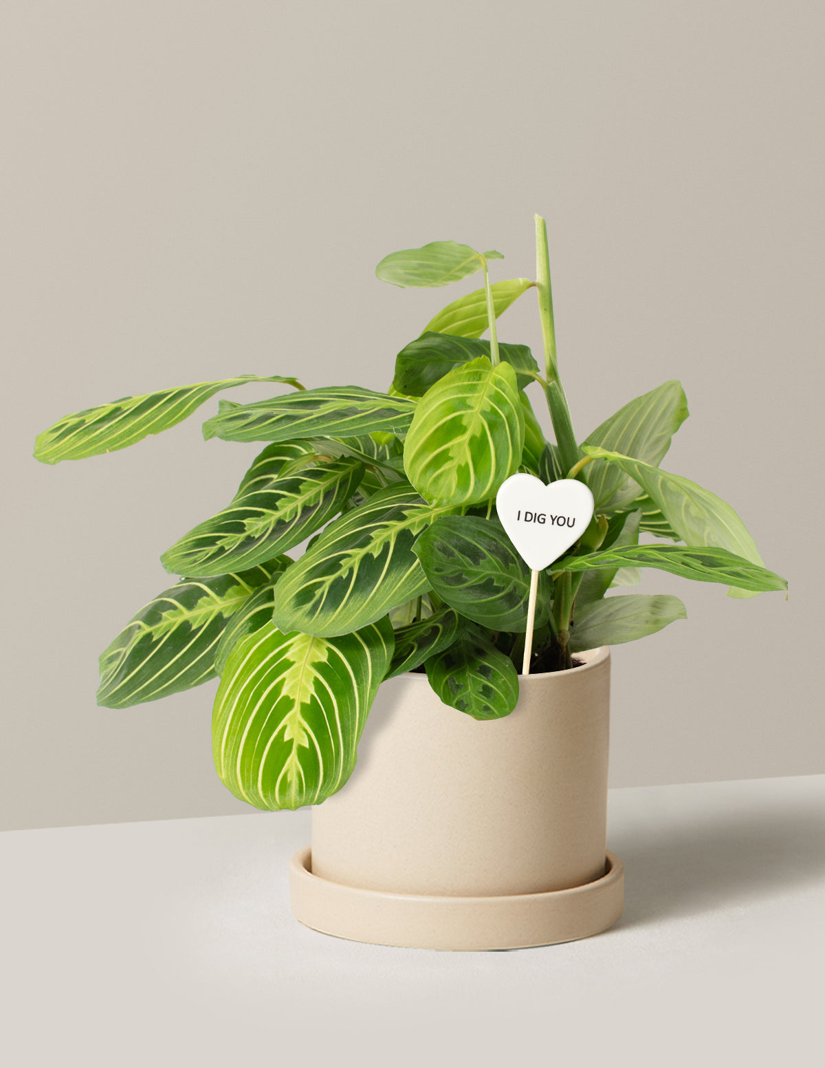 I Dig You Lemon Lime Prayer Plant