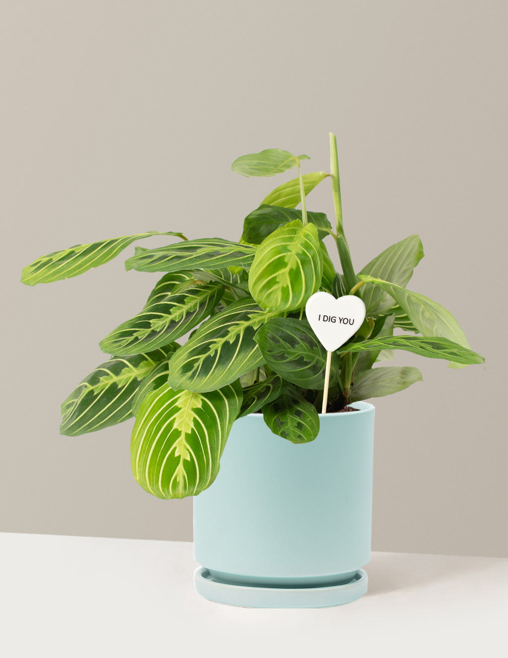 I Dig You Lemon Lime Prayer Plant
