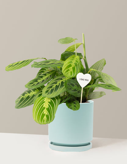 I Dig You Lemon Lime Prayer Plant