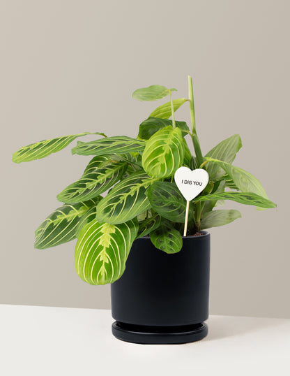 I Dig You Lemon Lime Prayer Plant