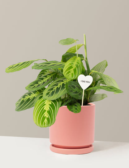I Dig You Lemon Lime Prayer Plant