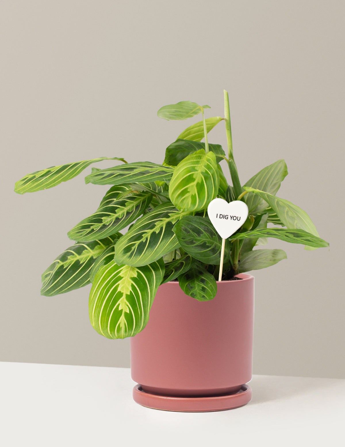 I Dig You Lemon Lime Prayer Plant