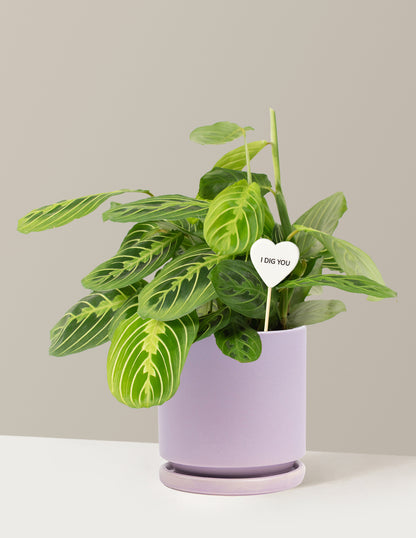 I Dig You Lemon Lime Prayer Plant