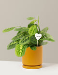 I Dig You Lemon Lime Prayer Plant
