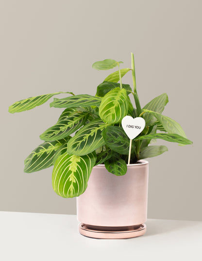 I Dig You Lemon Lime Prayer Plant