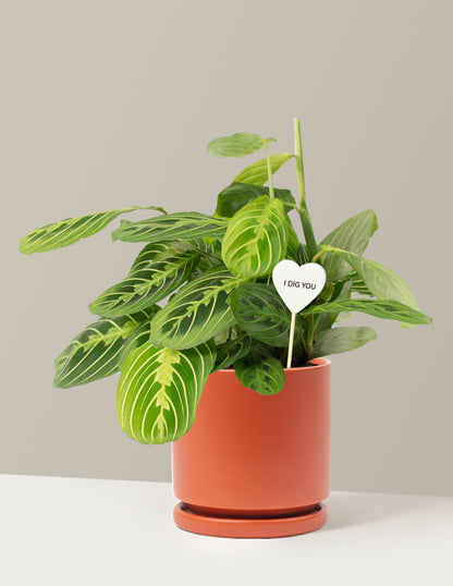 I Dig You Lemon Lime Prayer Plant