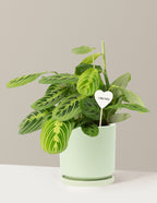 I Dig You Lemon Lime Prayer Plant