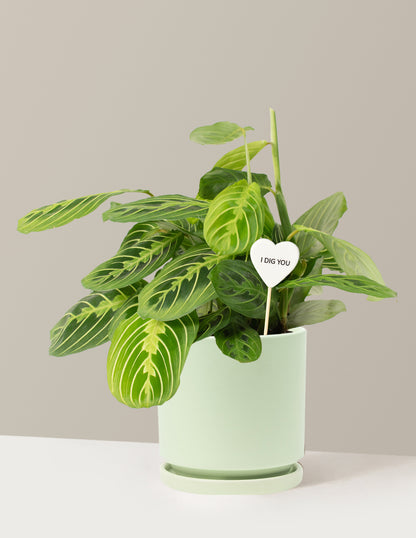 I Dig You Lemon Lime Prayer Plant