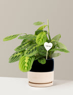 I Dig You Lemon Lime Prayer Plant
