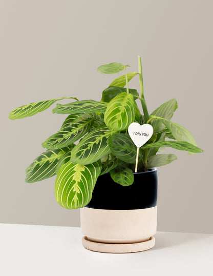 I Dig You Lemon Lime Prayer Plant