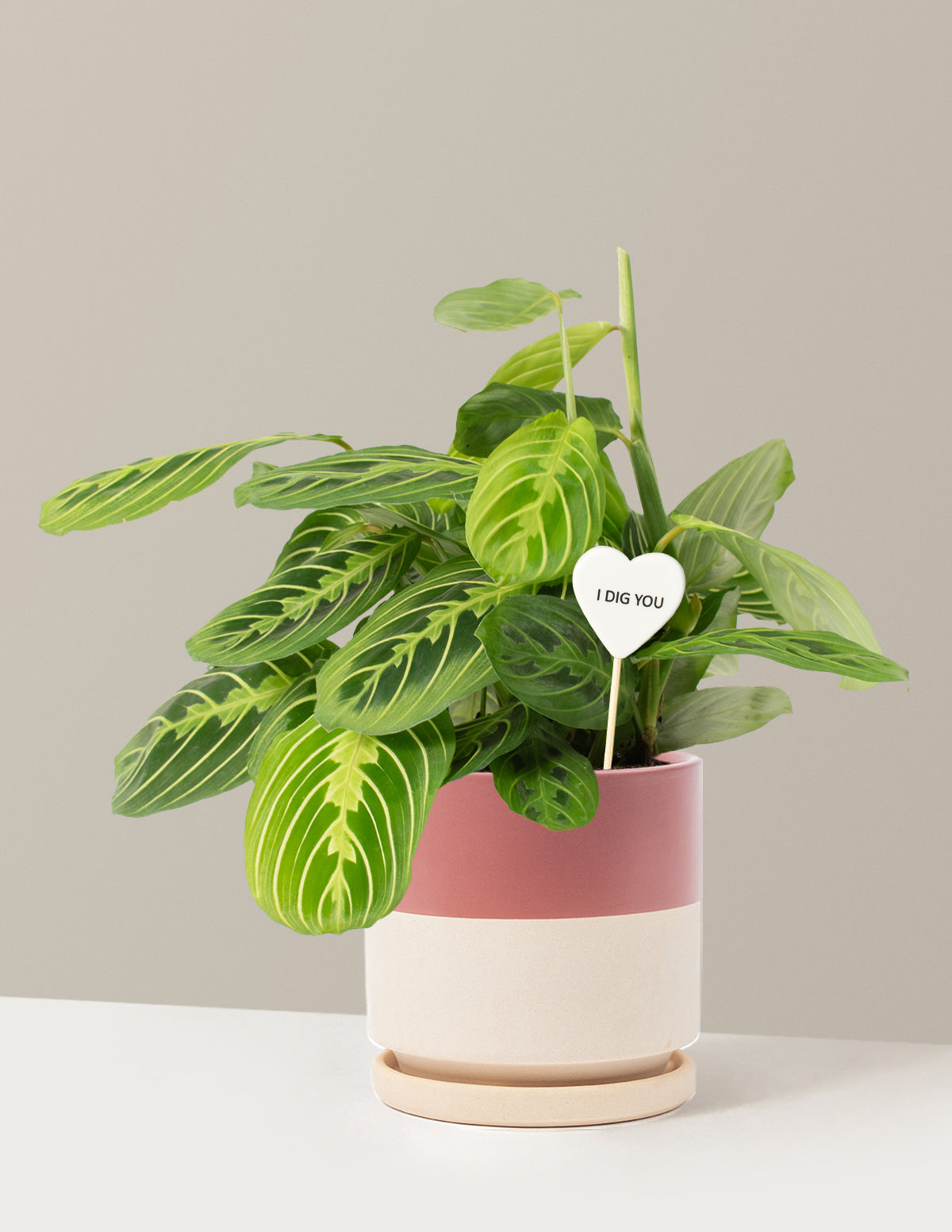I Dig You Lemon Lime Prayer Plant
