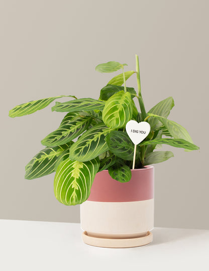 I Dig You Lemon Lime Prayer Plant