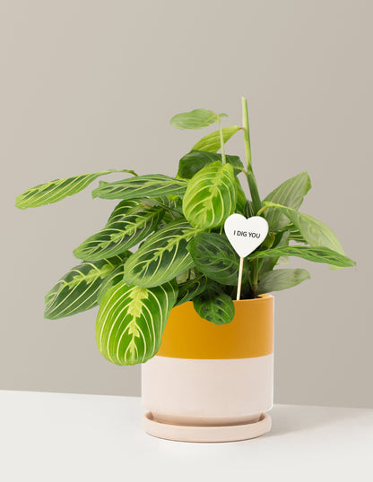 I Dig You Lemon Lime Prayer Plant