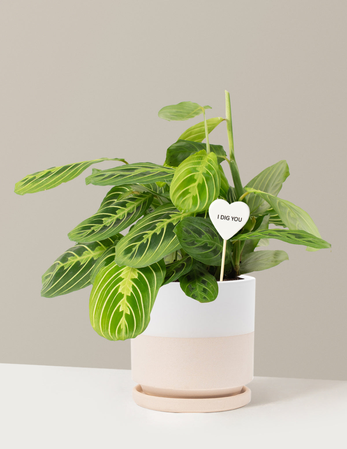 I Dig You Lemon Lime Prayer Plant