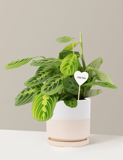 I Dig You Lemon Lime Prayer Plant