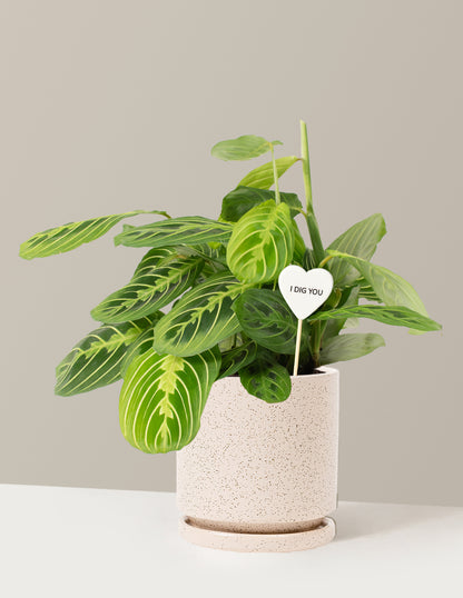 I Dig You Lemon Lime Prayer Plant