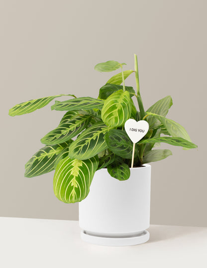 I Dig You Lemon Lime Prayer Plant