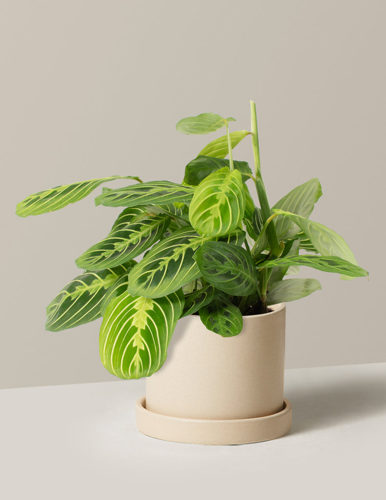 prayer plant cate Lemon Lime Prayer Plant