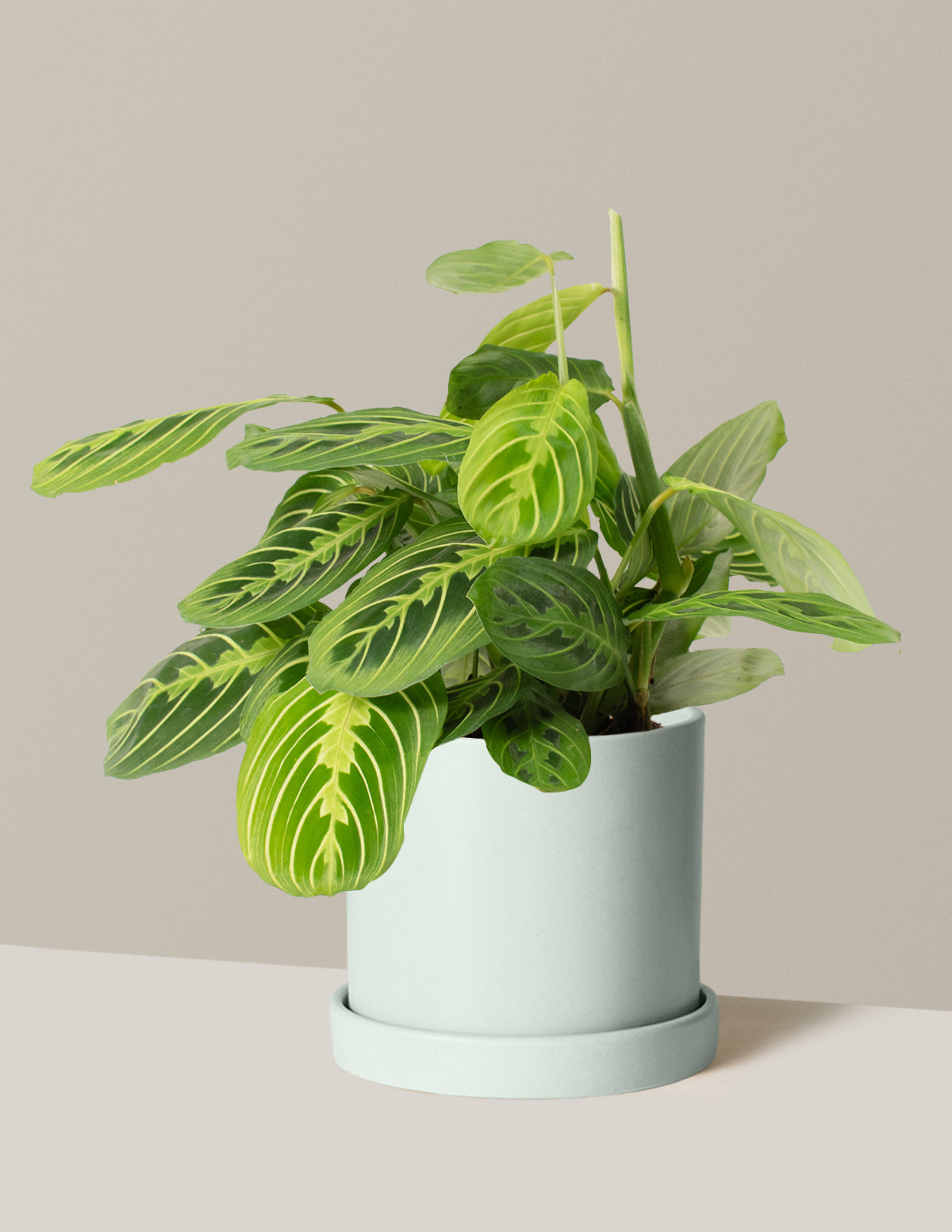 Lemon Lime Prayer Plant