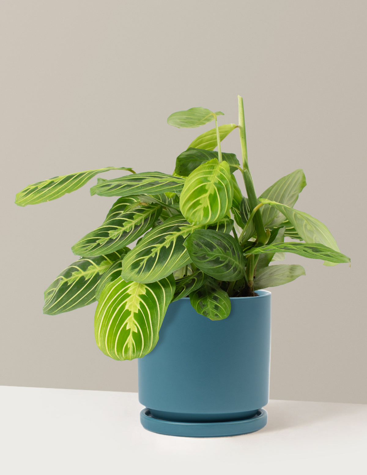 lemon lime prayer plant for sale Lemon Lime Prayer Plant with Planter - Medium (6-10" tall) Top Half Mustard Planter