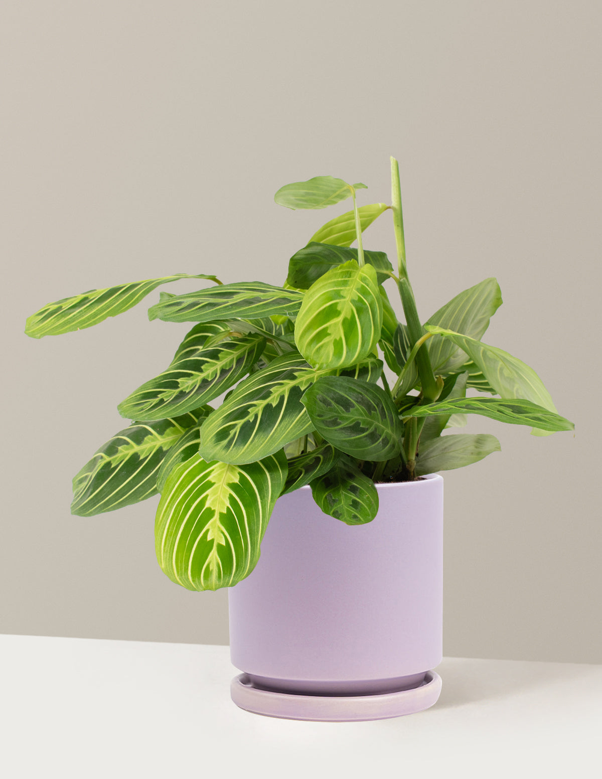 Lemon Lime Prayer Plant