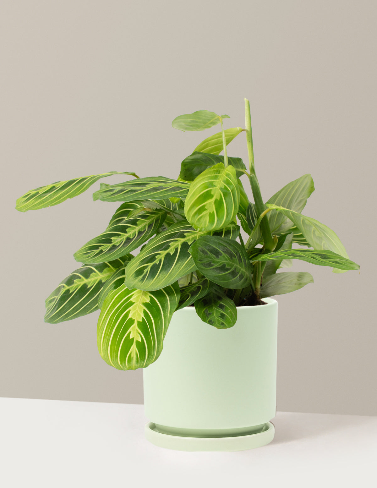 bundle | Pet Friendly | Isabella | Sage