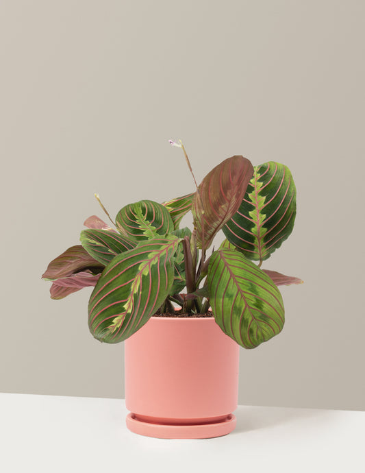 Red Prayer Plant