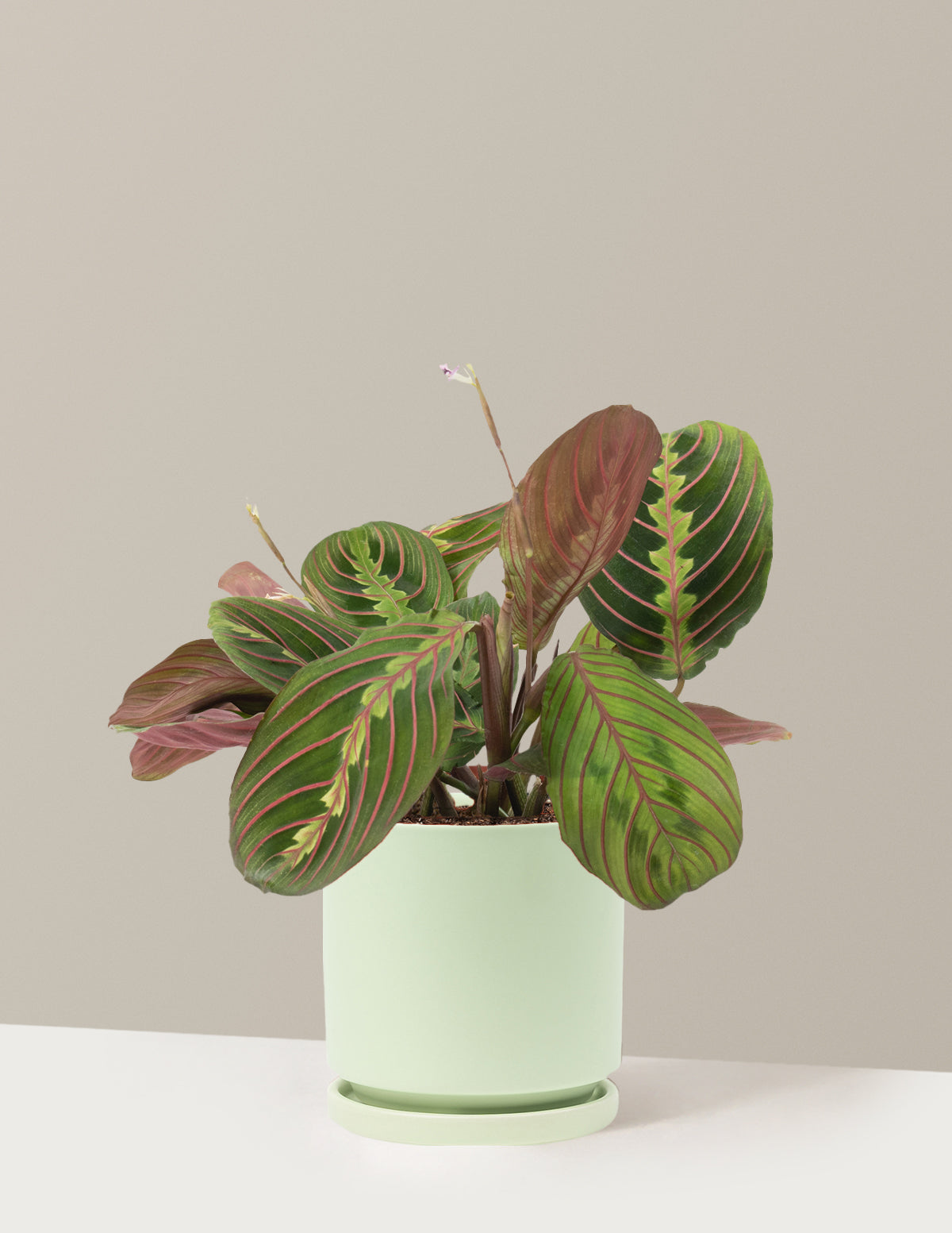 bundle | Medium | Isabella | Sage