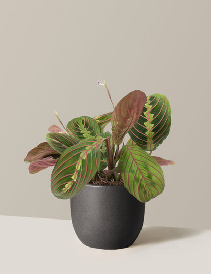 Red Prayer Plant