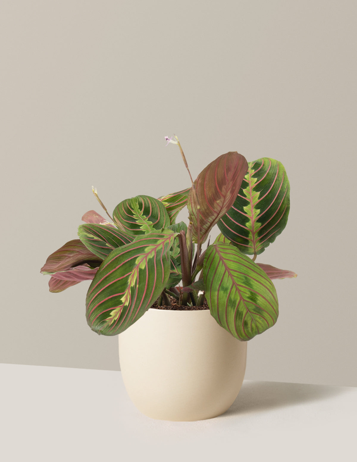 Red Prayer Plant