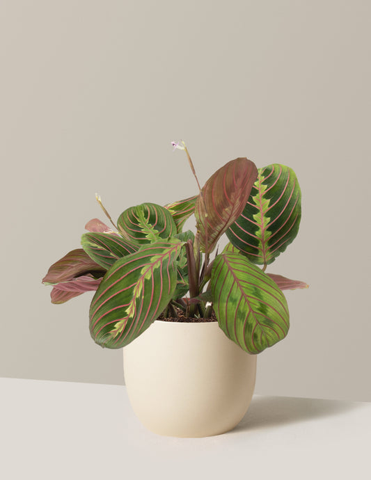 Red Prayer Plant